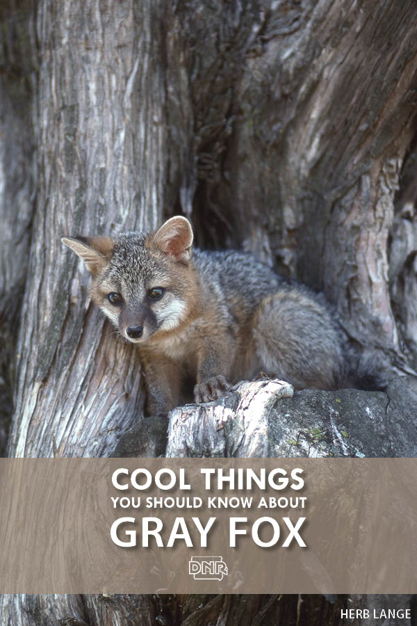 During the day, gray fox are easily distinguishable from red fox by their color. While their sides and underbelly are rusty red, the majority of the fox is salt-and-pepper gray with a black streak down the ridge of their tail. Gray fox are generally smaller, more agile and wiry than red fox. | Iowa Outdoors
